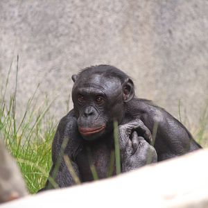 Lost Forest - Gorilla Tropics - Bonobo