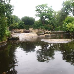 Hippopotamus exhibit, 2015-07-19