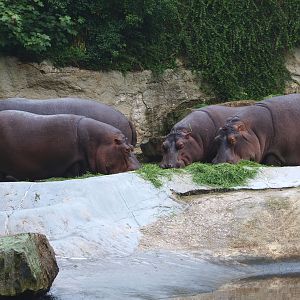 Hippopotamuses eating grass (Hippopotamus amphibius), 2015-07-19