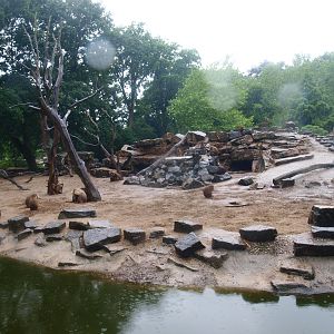 Hamadryas baboon exhibit, 2015-07-19