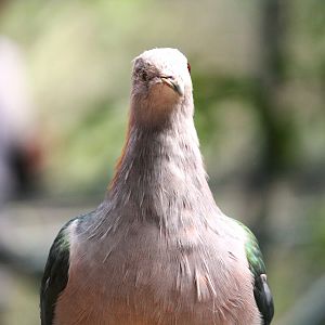 Lost Forest - Owens Aviary - Green Imperial-Pigeon