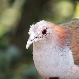 Lost Forest - Owens Aviary - Green Imperial-Pigeon