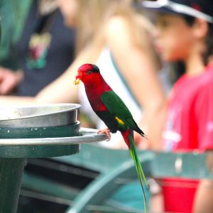 Lost Forest - Owens Aviary - Mount Goliath Lorikeet