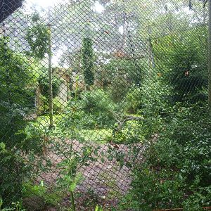 Jaguar exhibit - Former Amur tiger exhibit, 2015-07-19