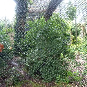 Jaguar exhibit - Former Amur tiger exhibit, 2015-07-19