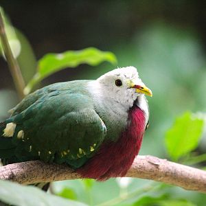 Lost Forest - Owens Aviary - Wompoo Fruit-Dove