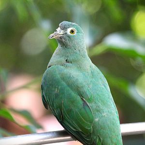 Lost Forest - Owens Aviary - Black-naped Fruit-Dove