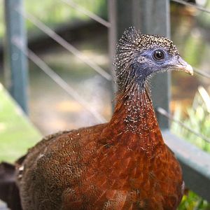 Lost Forest - Owens Aviary - Great Argus