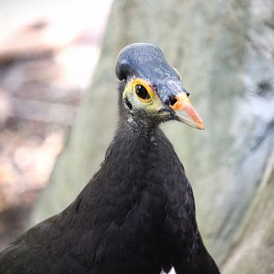 Lost Forest - Owens Aviary - Maleo