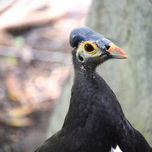 Lost Forest - Owens Aviary - Maleo