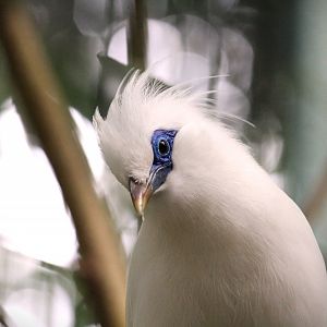 Lost Forest - Owens Aviary - Bali Myna