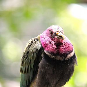 Lost Forest - Owens Aviary - Pink-headed Fruit-Dove