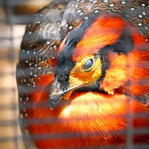 Lost Forest - Wings of Australasia - Blyth's Tragopan