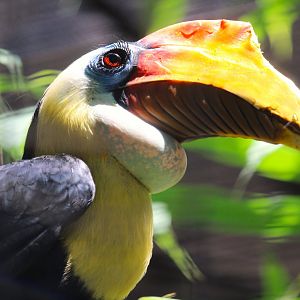 Lost Forest - Wings of Australasia - Wrinkled Hornbill