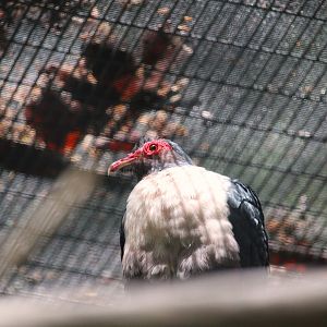 Lost Forest - Wings of Australasia - Papuan Mountain-Pigeon