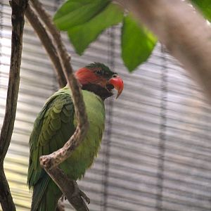 Lost Forest - Wings of Australasia - Long-tailed Parakeet