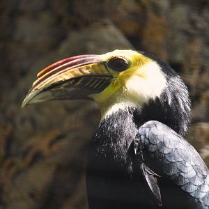Lost Forest - Wings of Australasia - Sulawesi Hornbill