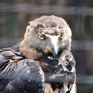 Lost Forest - Gorilla Tropics - Crowned Eagle