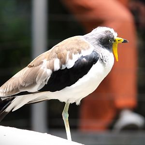 Lost Forest - Scripps Aviary - White-headed Lapwing