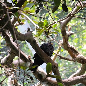 Lost Forest - Scripps Aviary - African Olive Pigeon