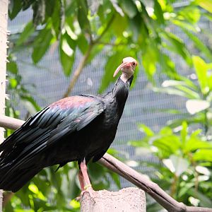 Lost Forest - Scripps Aviary - Southern Bald Ibis