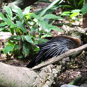 Lost Forest - Scripps Aviary - Mainland African Darter