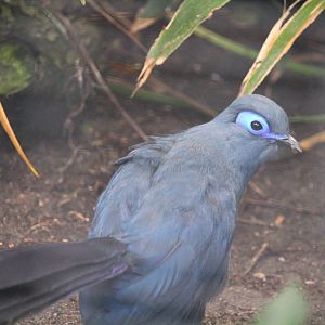 Lost Forest - Ituri Forest - Blue Coua