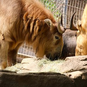 Asia Passage - Asian Leopards - Golden Takins