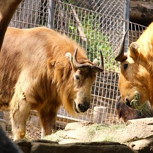 Asia Passage - Asian Leopards - Golden Takins