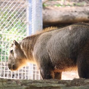 Asia Passage - Asian Leopards - Golden Takin Calf