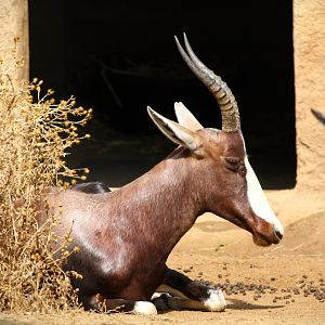 Northern Frontier - Horn and Hoof Mesa - Bontebok