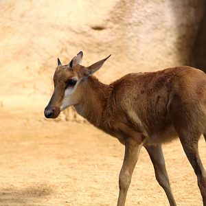 Northern Frontier - Horn and Hoof Mesa - Bontebok Calf