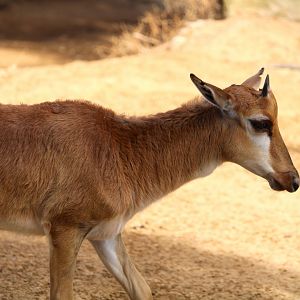 Northern Frontier - Horn and Hoof Mesa - Bontebok Calf