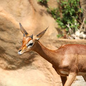 Northern Frontier - Horn and Hoof Mesa - Southern Gerenuk