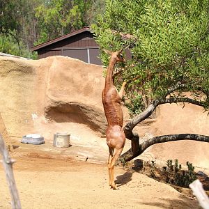 Northern Frontier - Horn and Hoof Mesa - Southern Gerenuk
