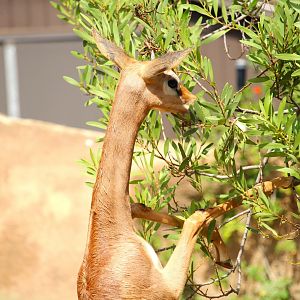 Northern Frontier - Horn and Hoof Mesa - Southern Gerenuk