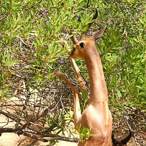 Northern Frontier - Horn and Hoof Mesa - Southern Gerenuk
