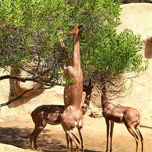 Northern Frontier - Horn and Hoof Mesa - Southern Gerenuks