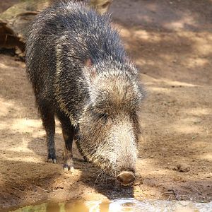 Northern Frontier - Horn and Hoof Mesa - Chacoan Peccary