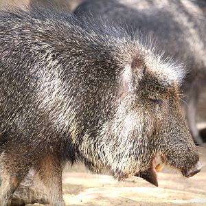 Northern Frontier - Horn and Hoof Mesa - Chacoan Peccaries