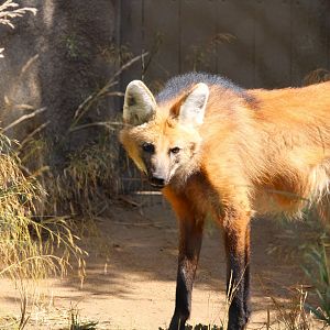 Northern Frontier - Horn and Hoof Mesa - Maned Wolf