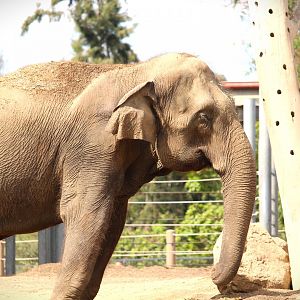 Elephant Odyssey - Asian Elephant