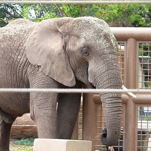 Elephant Odyssey - African Bush Elephant