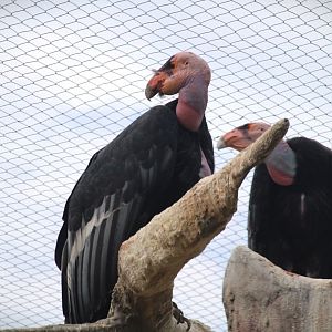 Elephant Odyssey - California Condors
