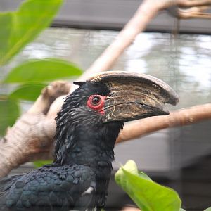 Africa Rocks - Kopje - Trumpeter Hornbill