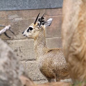 Africa Rocks - Kopje - Klipspringer
