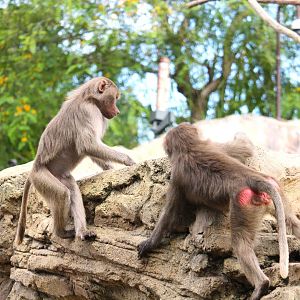 Africa Rocks - Ethiopian Highlands - Hamadryas Baboons