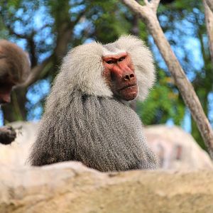 Africa Rocks - Ethiopian Highlands - Hamadryas Baboon