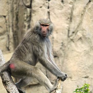 Africa Rocks - Ethiopian Highlands - Hamadryas Baboon