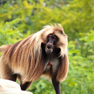 Africa Rocks - Ethiopian Highlands - Gelada